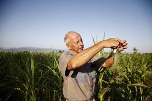 South_African_farmer_in_Georgia